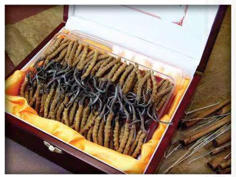 镇赉冬虫夏草回收